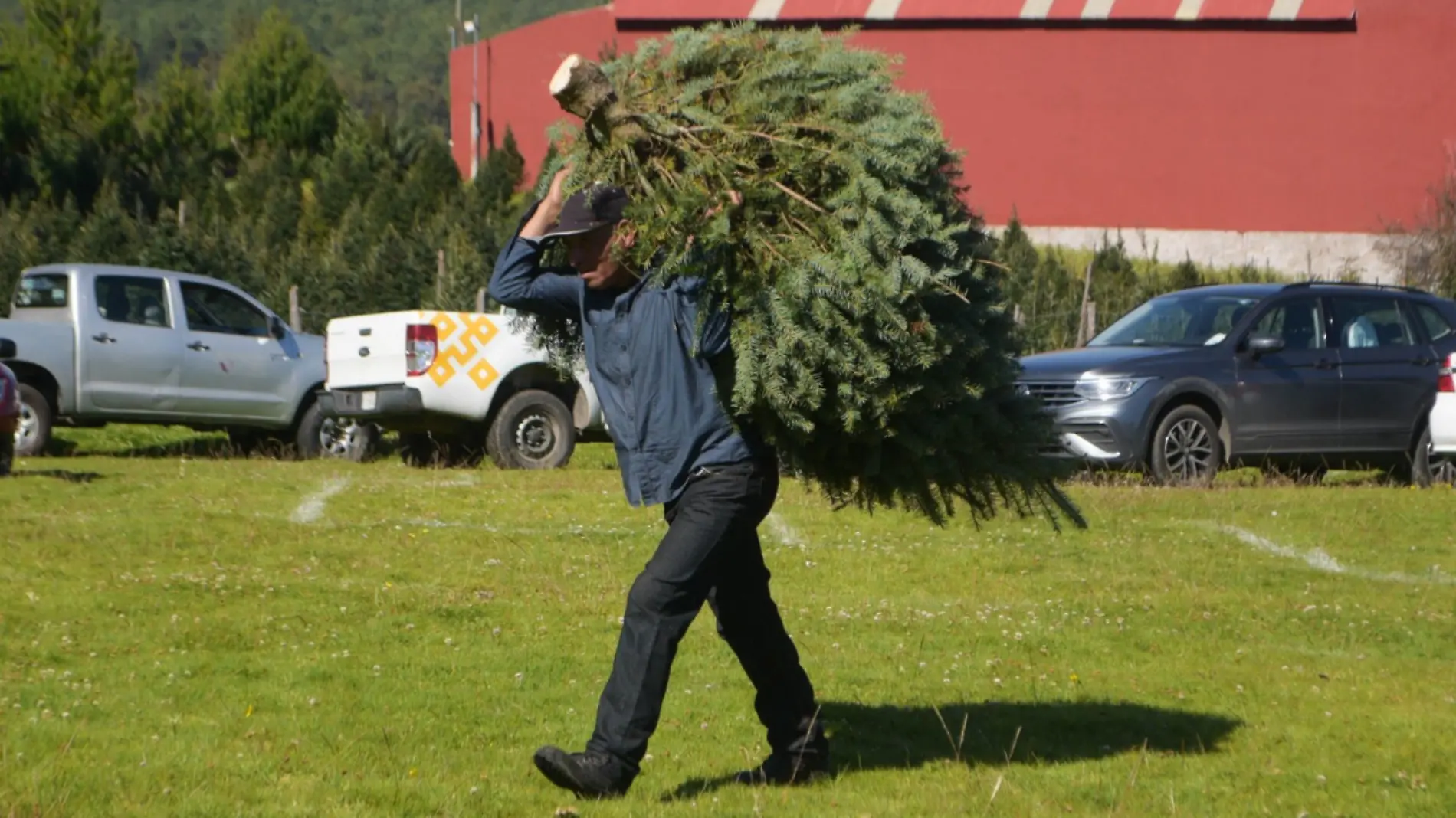 árbol x árbol